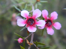 LEPTOSPERMUM SCOPARIUM