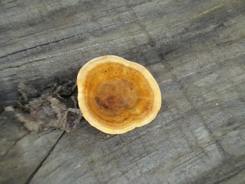 SAUCER MUSHROOM