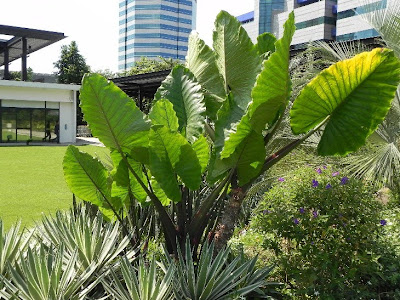 My G Rdening Frenzy Ligustrum Lemon Lime And Clippers