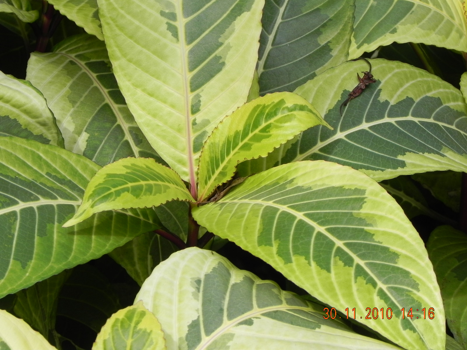 my G@Rdening frenzY: SANCHEZIA SPECIOSA (VARIEGATED)