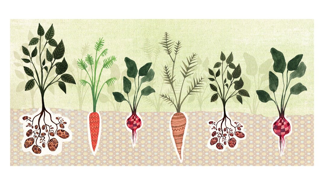 [Root+Veg-blog]