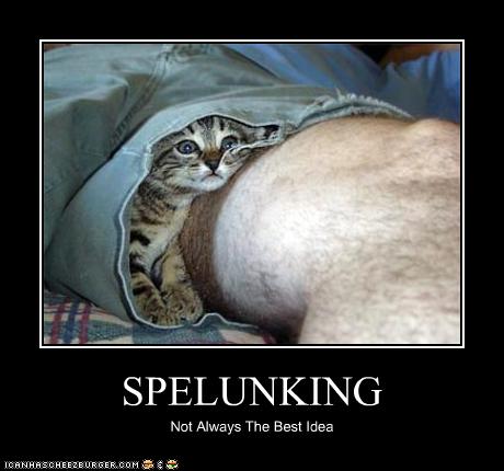 funny-pictures-kitten-goes-spelunking.jpg