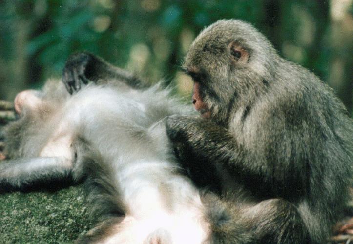 [grooming.jpg]