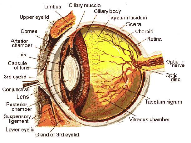 Eye Layers
