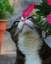 Kitty smelling the flowers
