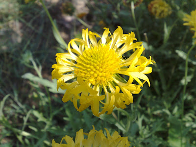 Unknown Yellow Flower