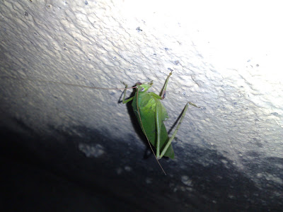 A rare Green Grasshopper