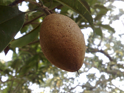 Chikoo Sapota