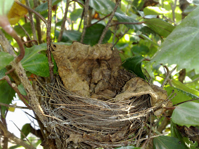 Nest. I am looking one for myself.
