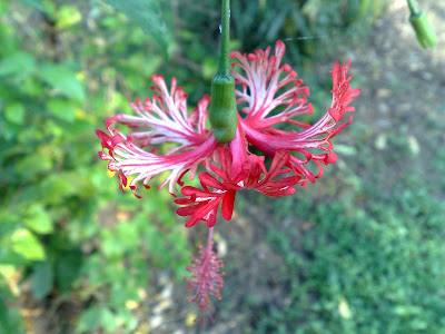 My Favorite Shredded Red Hibiscus