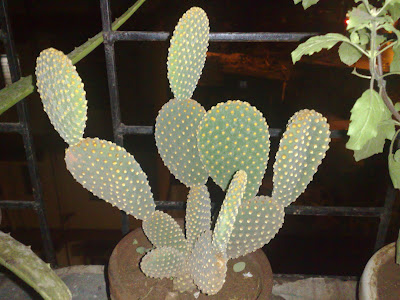 Beautiful Cactus