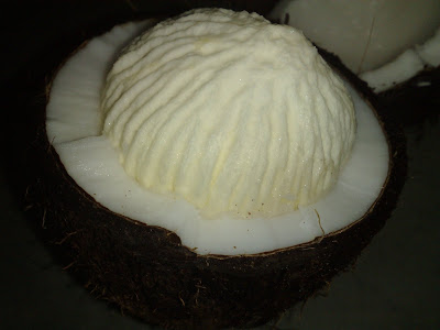 Sprouting Coconut - Delicious and Beautiful both