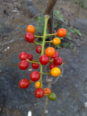 Wild Red Berries