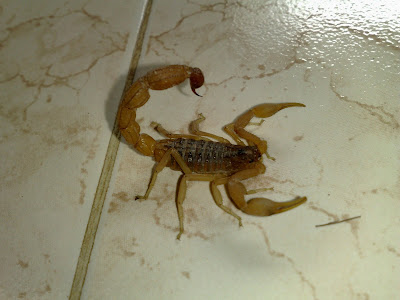 It's in my Nature to bite, i can't help it - Scorpion