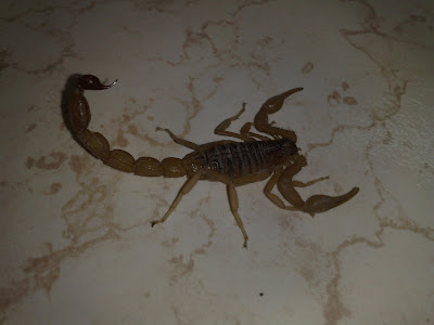 It's in my Nature to bite, i can't help it - Scorpion