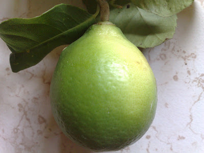 First Lemon of the New Lemon Tree