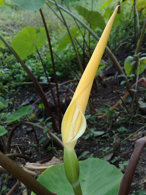 Flower of a Aloo Vadi - Colocasia plant