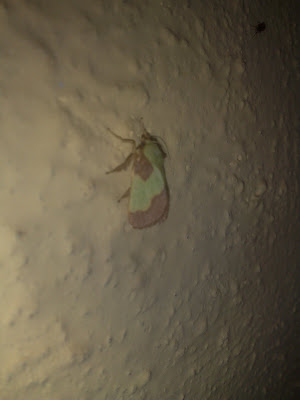Pistachio Bug