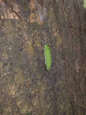 Green Caterpillar