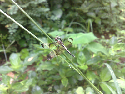 Pied Paddy Skimmer – Female Dragonfly