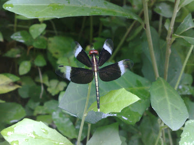 Pied Paddy Skimmer – Male Dragonfly, Black Velvet Wing