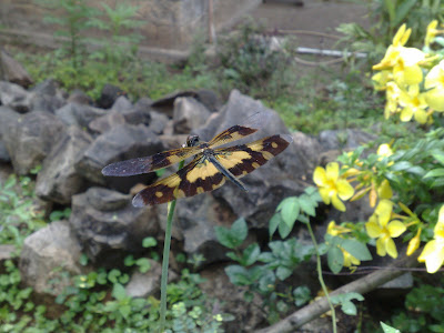 Common Picture Wing Dragonfly -Rhyothemis Variegata - Variable Glider