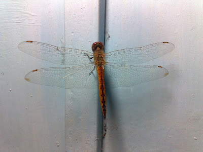 Wandering Glider – Male Dragonfly (Pantala flavescens)