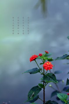 [flower2.jpg]
