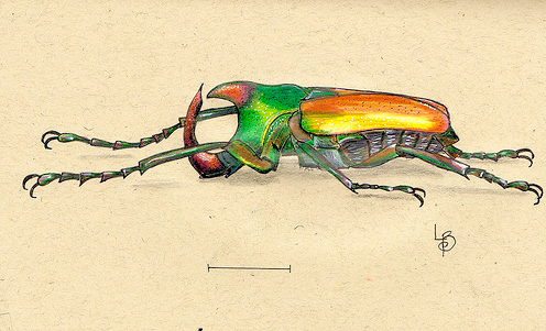 [beetle10.png]