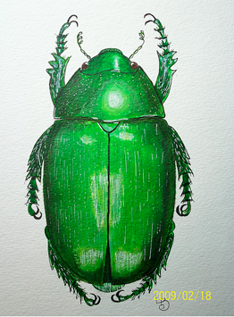 [beetle12.png]
