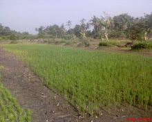pertanian masyarakat