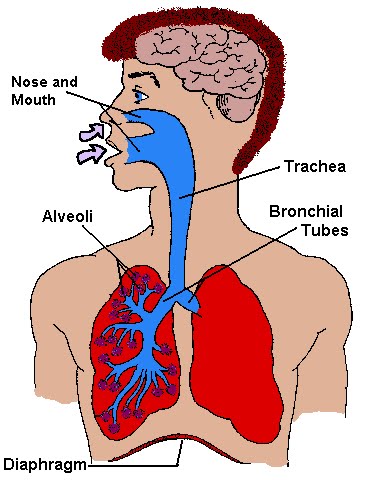 [lungs5c.bmp]