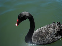 swan