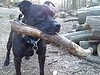 dog and stick