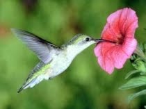[colibri.jpg]