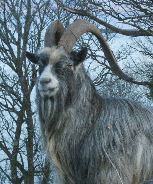 Old Irish Goat