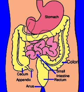 Penyakit Radang Usus Buntu (Appendicitis) - Belajar Askep