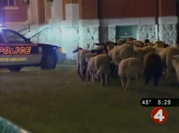 Mais de cem ovelhas, cabras e até vacas escaparam. Incidente ocorreu em Lackawanna, EUA.