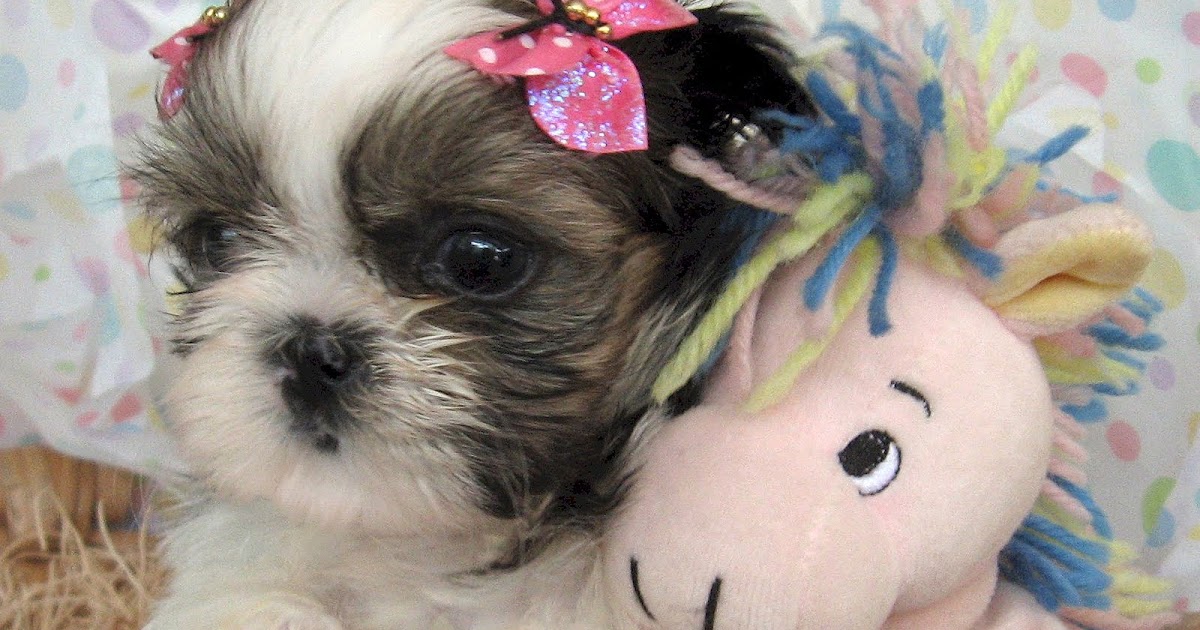 Tian Mi Shih Tzu CUTTING DOG NAILS