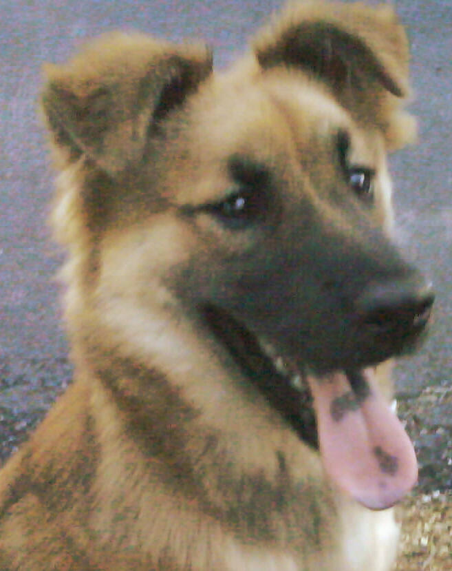 chow shepherd mix