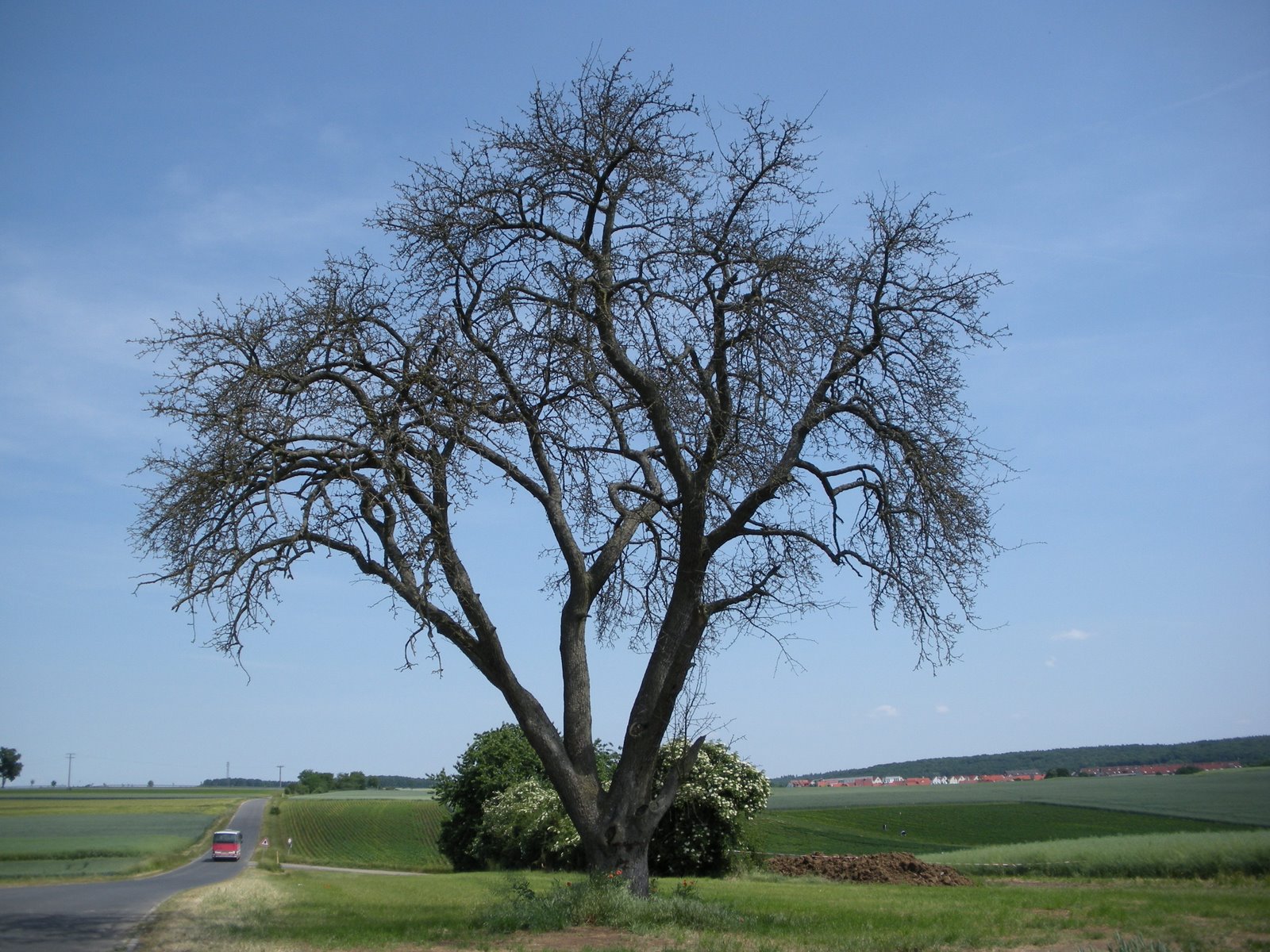 [Long+Walk+Tree.JPG]