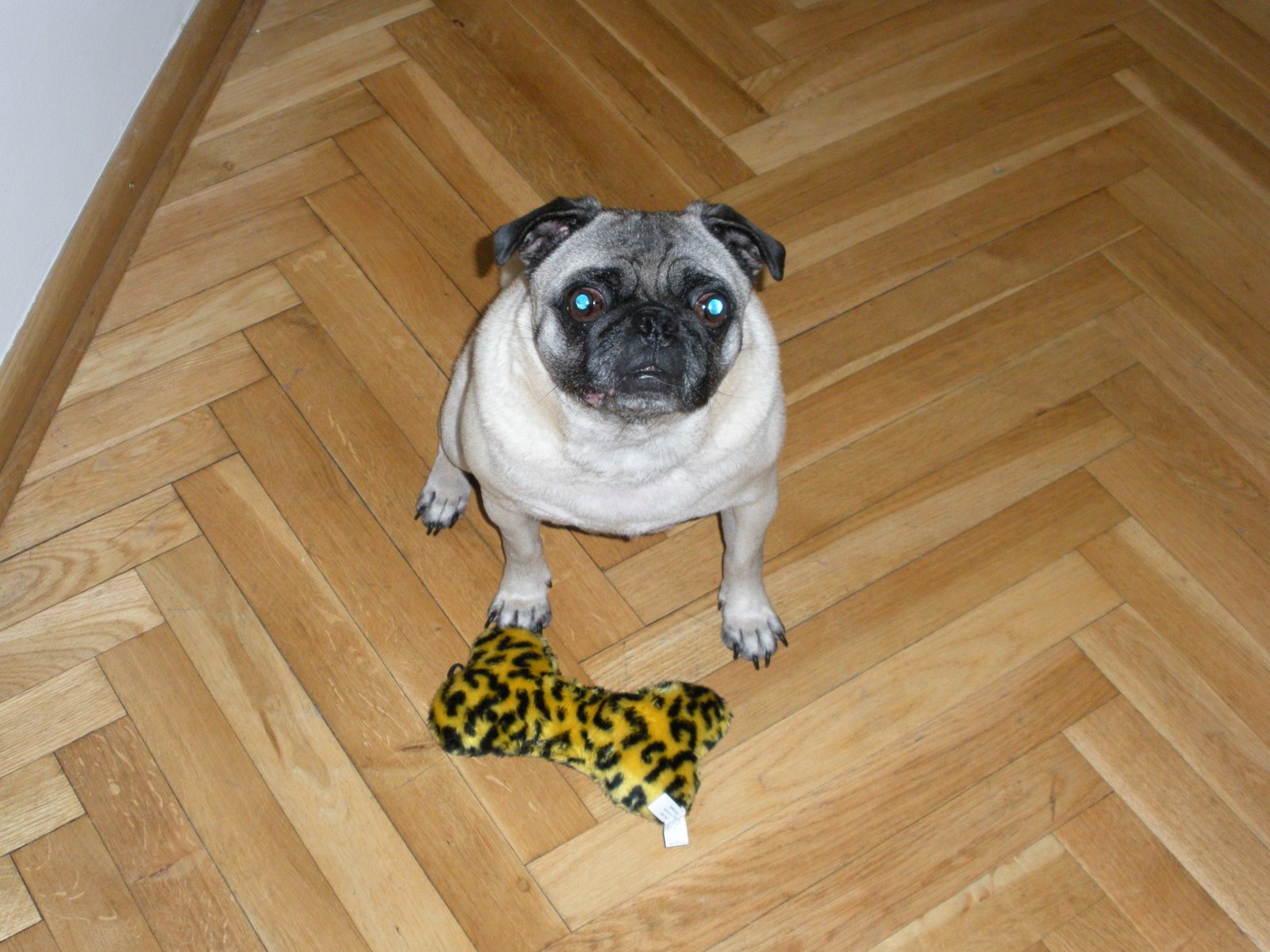 [Scooters+New+Toy.JPG]