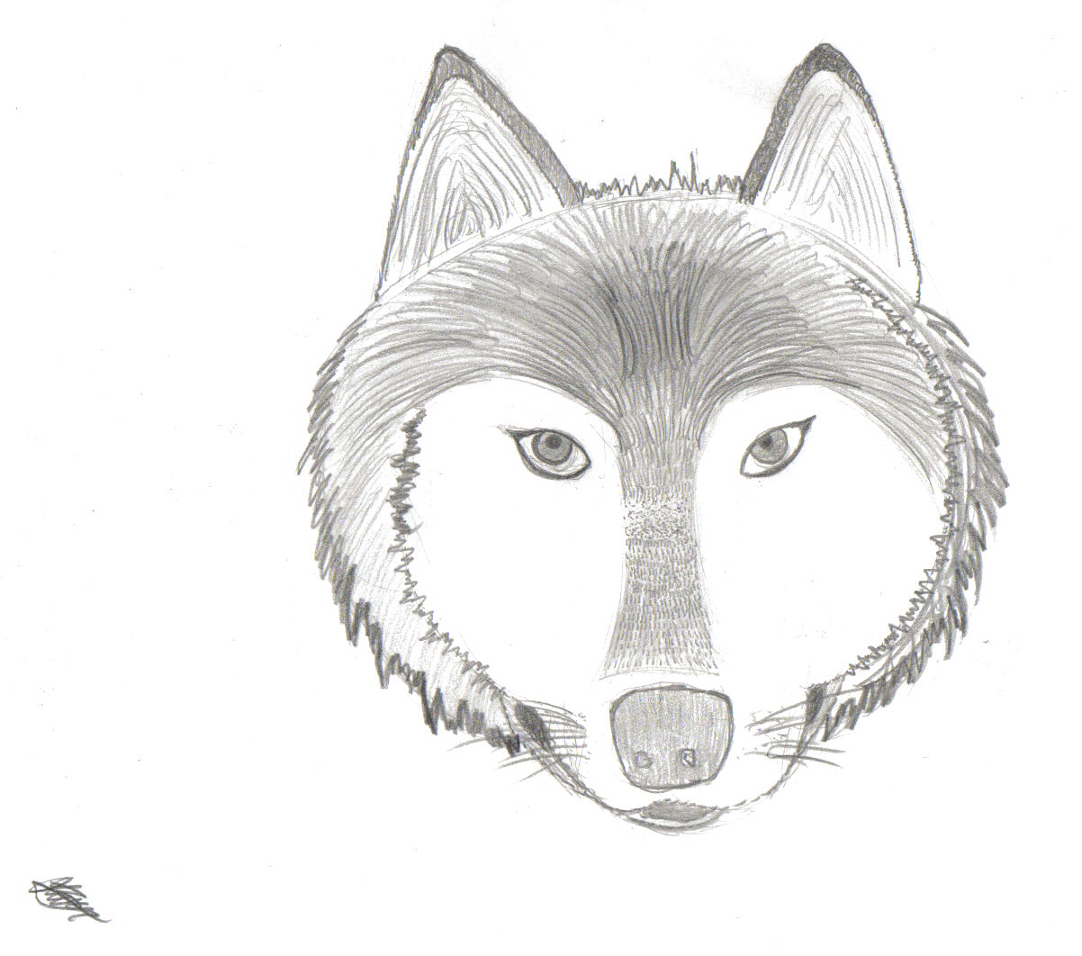 Wolf (Head) | Pencil Drawings and Sketches