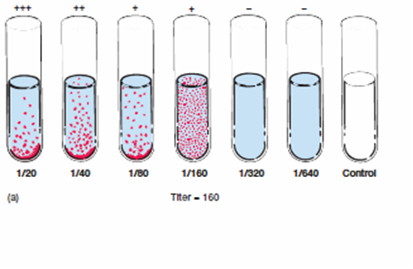 Tube agglutination test for
