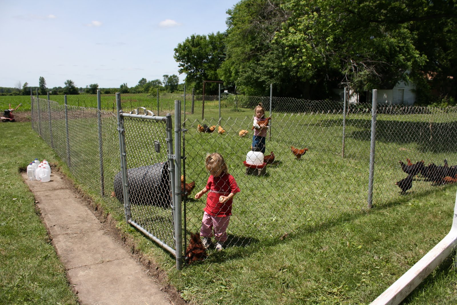 Michigan Roys Chicken Yard