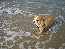 Wilbur in the Atlantic Ocean