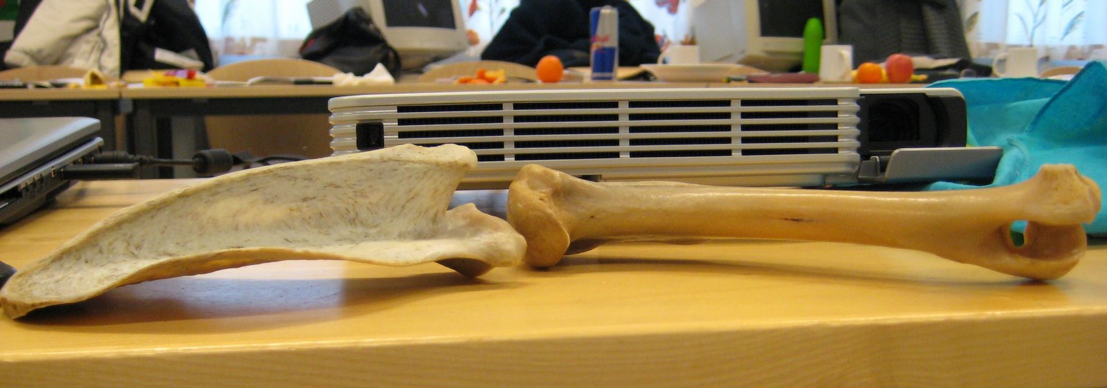 [bones.JPG]