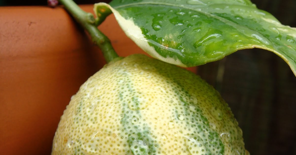 The Backyard Bartender Pink Lemons!