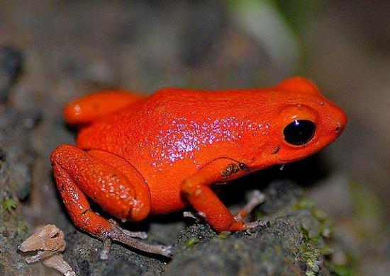 facts around us: Top 15 Beautiful Colorful Poison Frogs Photography
