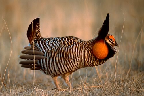Prairie Chicken Lek